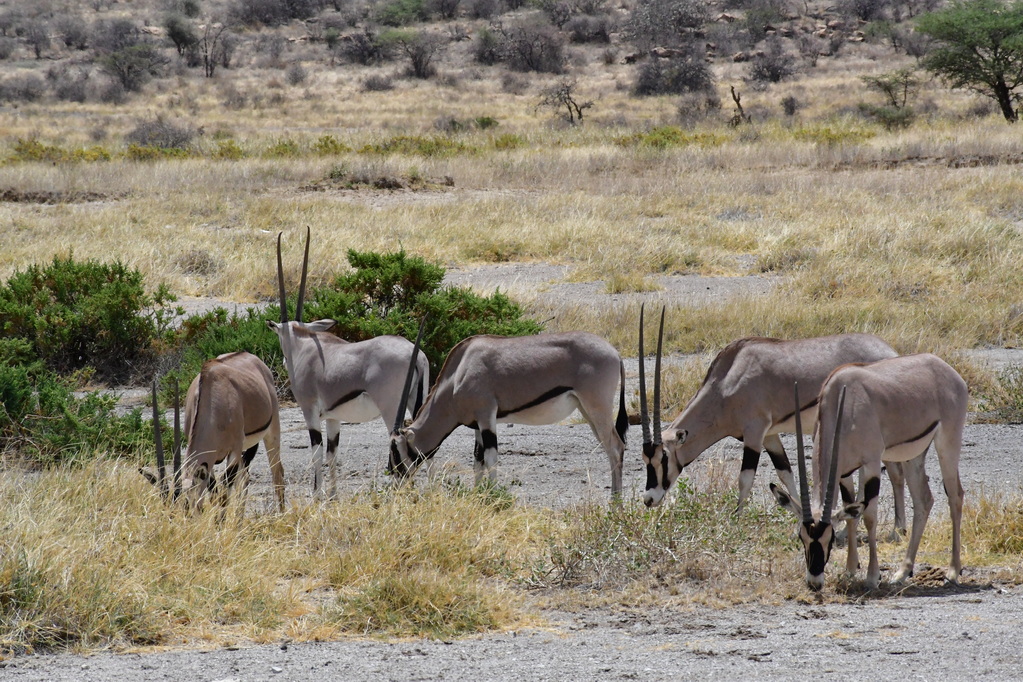 Buffalo Springs Nat. Reserve